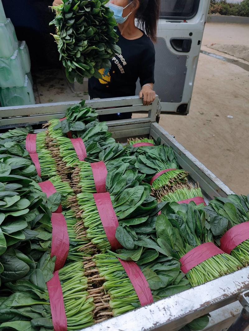 大量菠菜基地，产地直发，种植面积大，上货快，专业挖菜工人