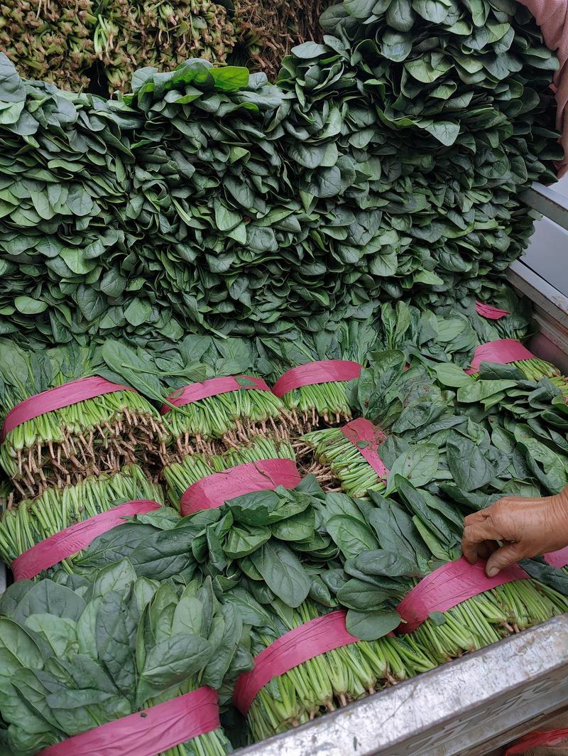 大量菠菜基地，产地直发，种植面积大，上货快，专业挖菜工人