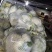 松花菜有机花湖北省当阳市菜花大量现货供应全国发售