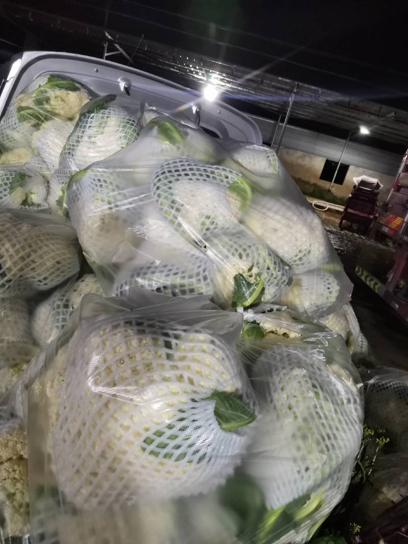 松花菜有机花湖北省当阳市菜花大量现货供应全国发售
