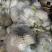 松花菜有机花湖北省当阳市菜花大量现货供应全国发售
