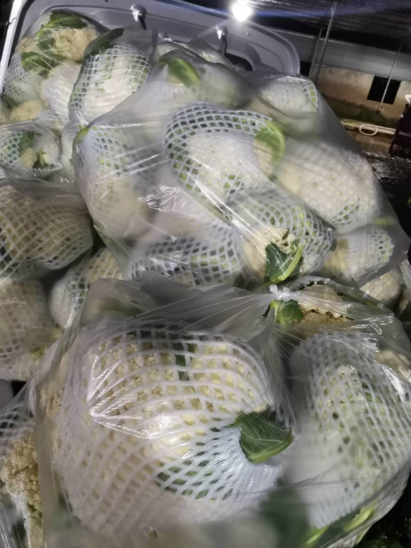 松花菜有机花湖北省当阳市菜花大量现货供应全国发售