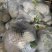 松花菜有机花湖北省当阳市菜花大量现货供应全国发售