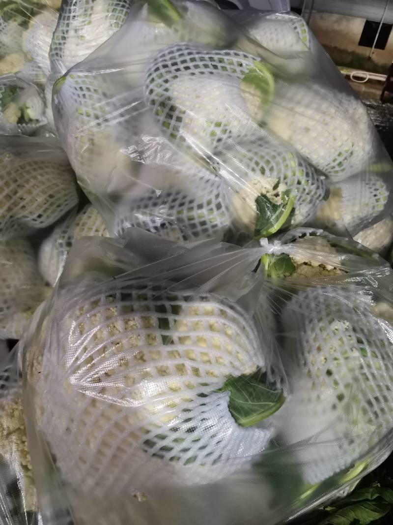 松花菜有机花湖北省当阳市菜花大量现货供应全国发售