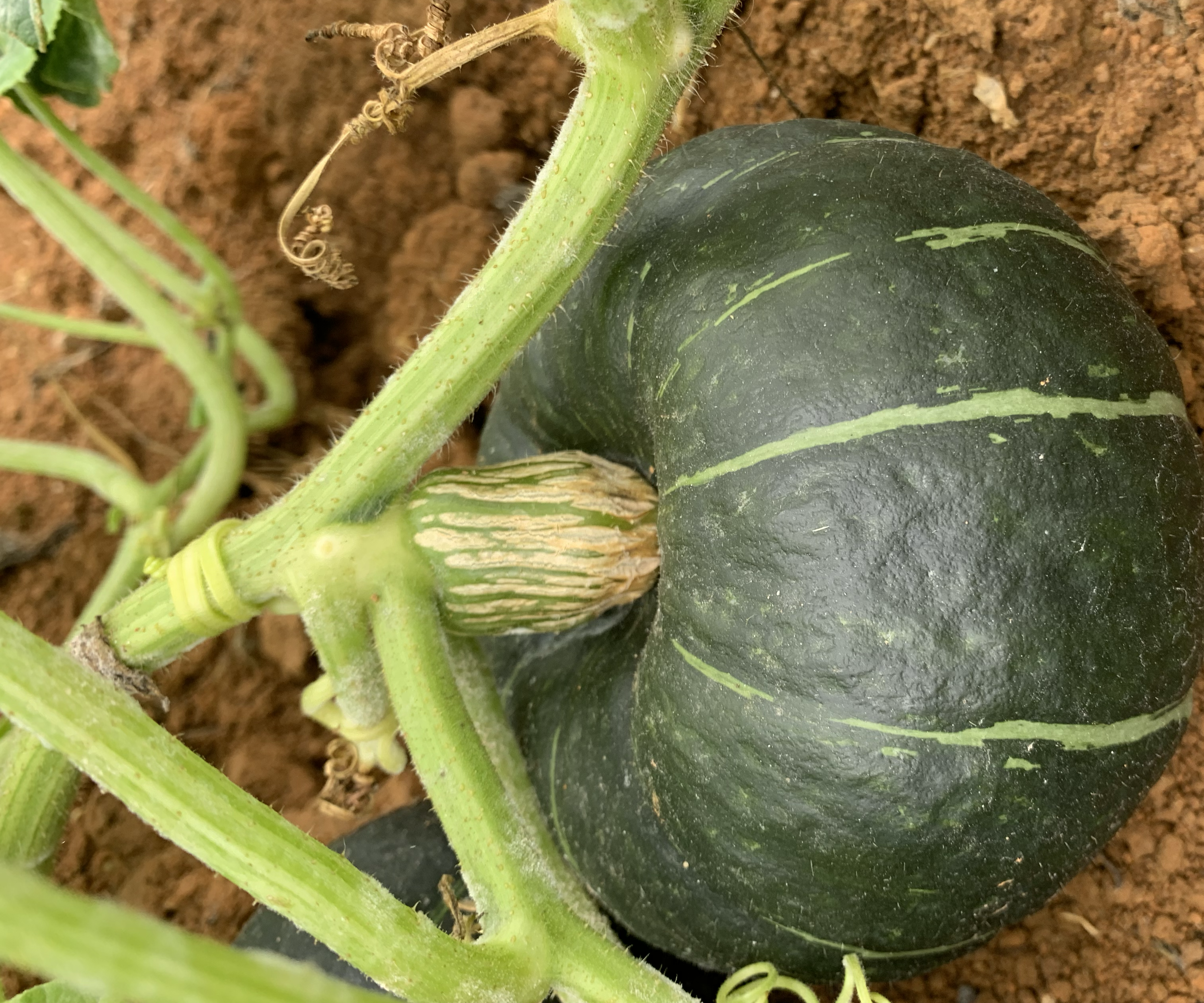 贝贝南瓜搭架种植示意图 贝贝南瓜搭架种植示意图