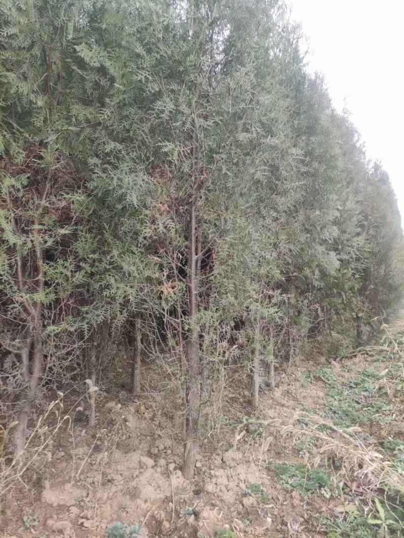 侧柏