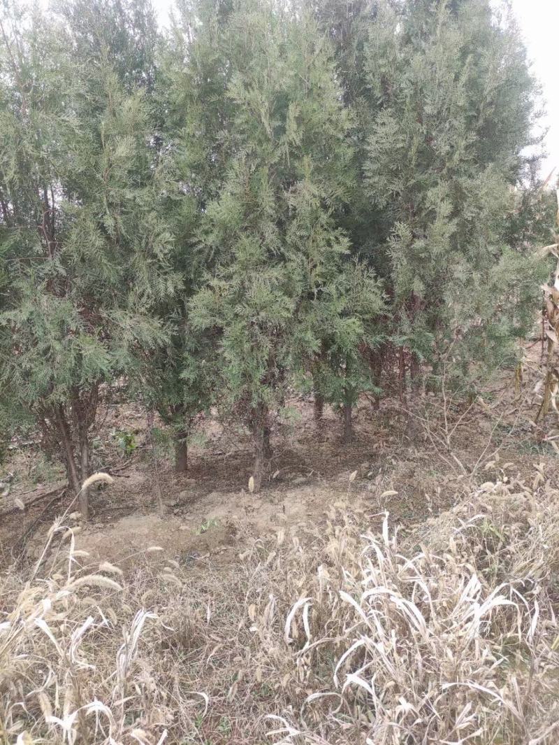 侧柏