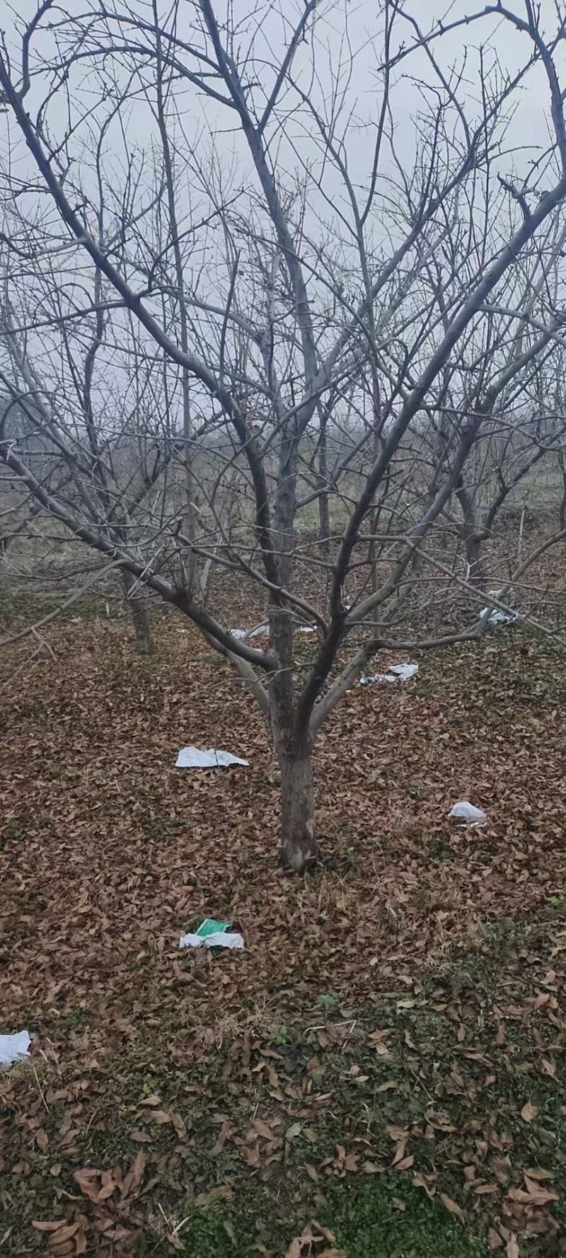 石榴树