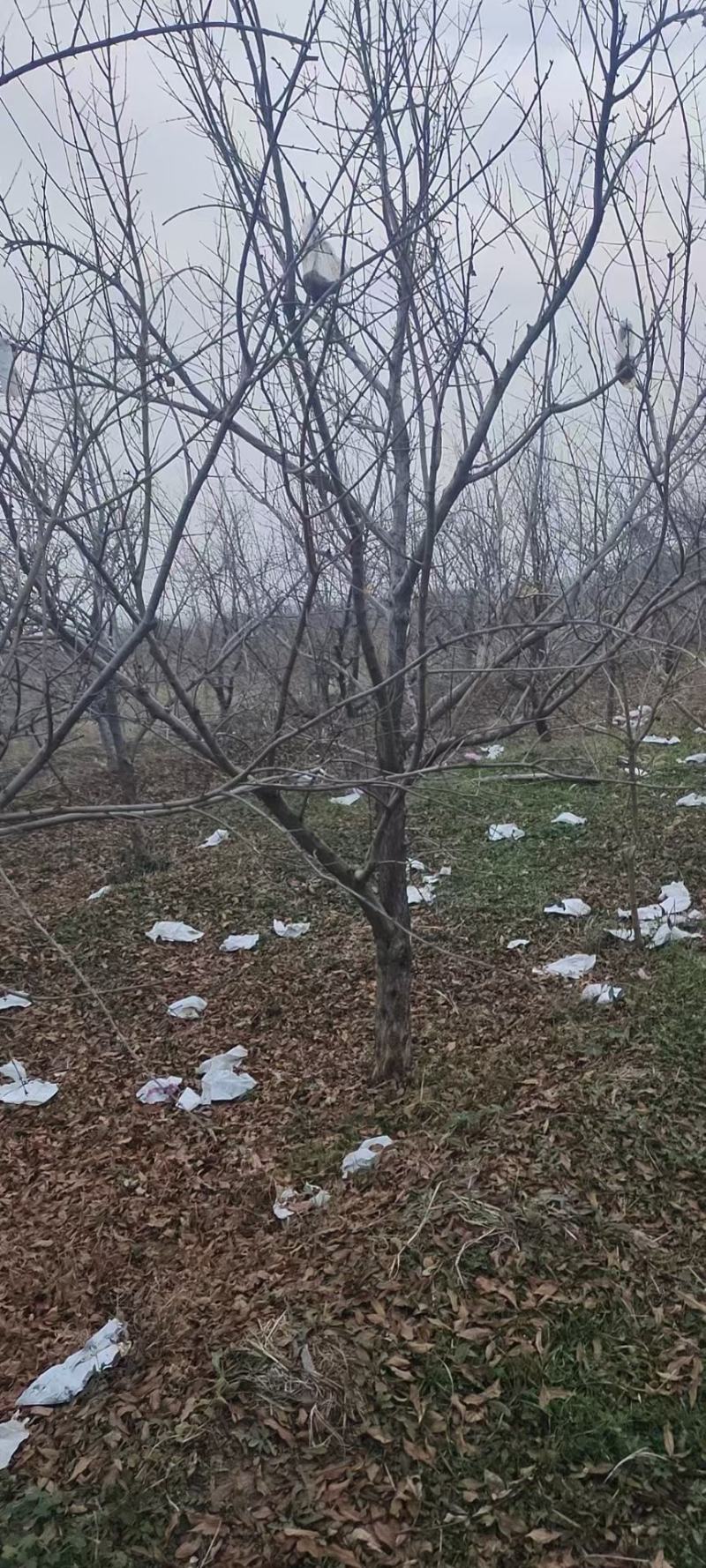 石榴树