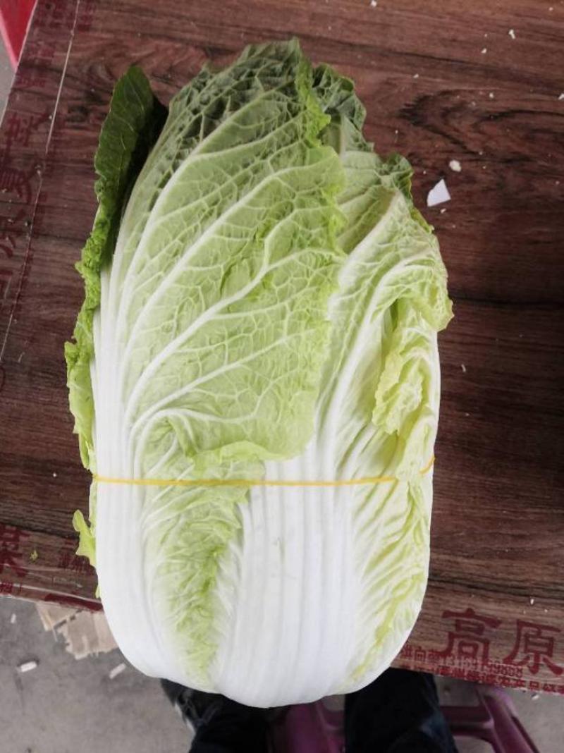 平凉15吨大娃娃菜出售价格面议
