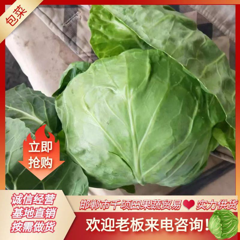 邯郸甘蓝，圆包菜，甘蓝，铁头，大扁，通通有货。