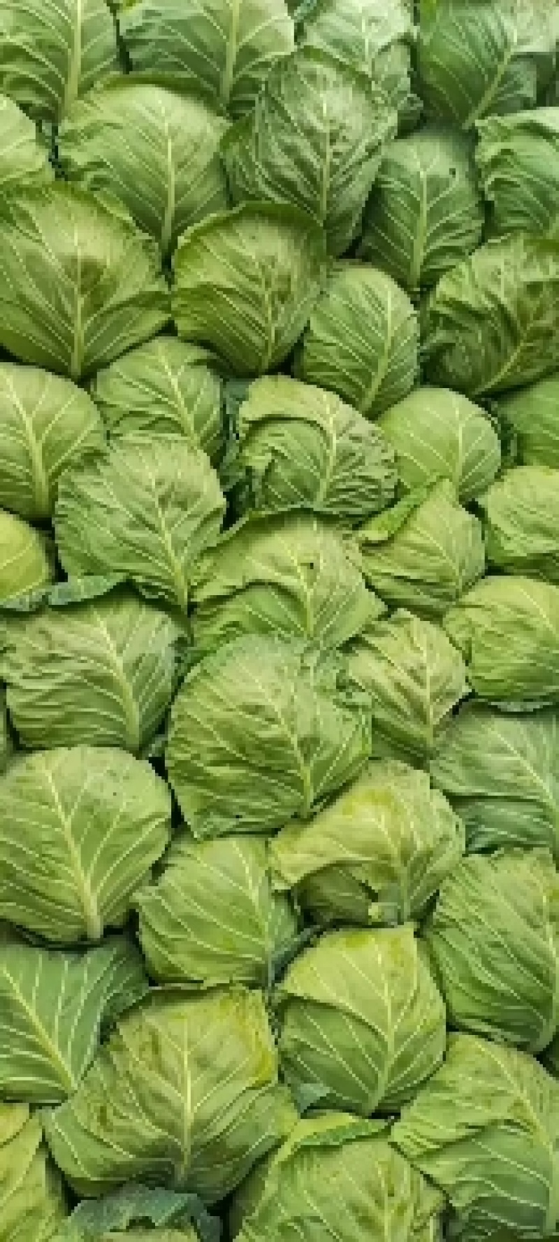 邯郸甘蓝，圆包菜，甘蓝，铁头，大扁，通通有货。