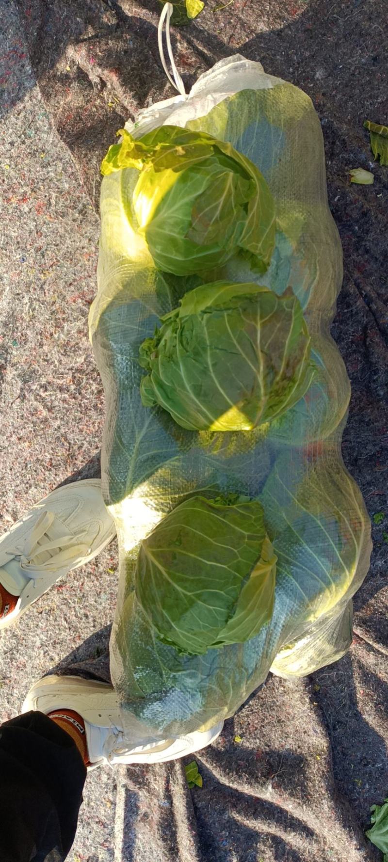 邯郸甘蓝，圆包菜，甘蓝，铁头，大扁，通通有货。