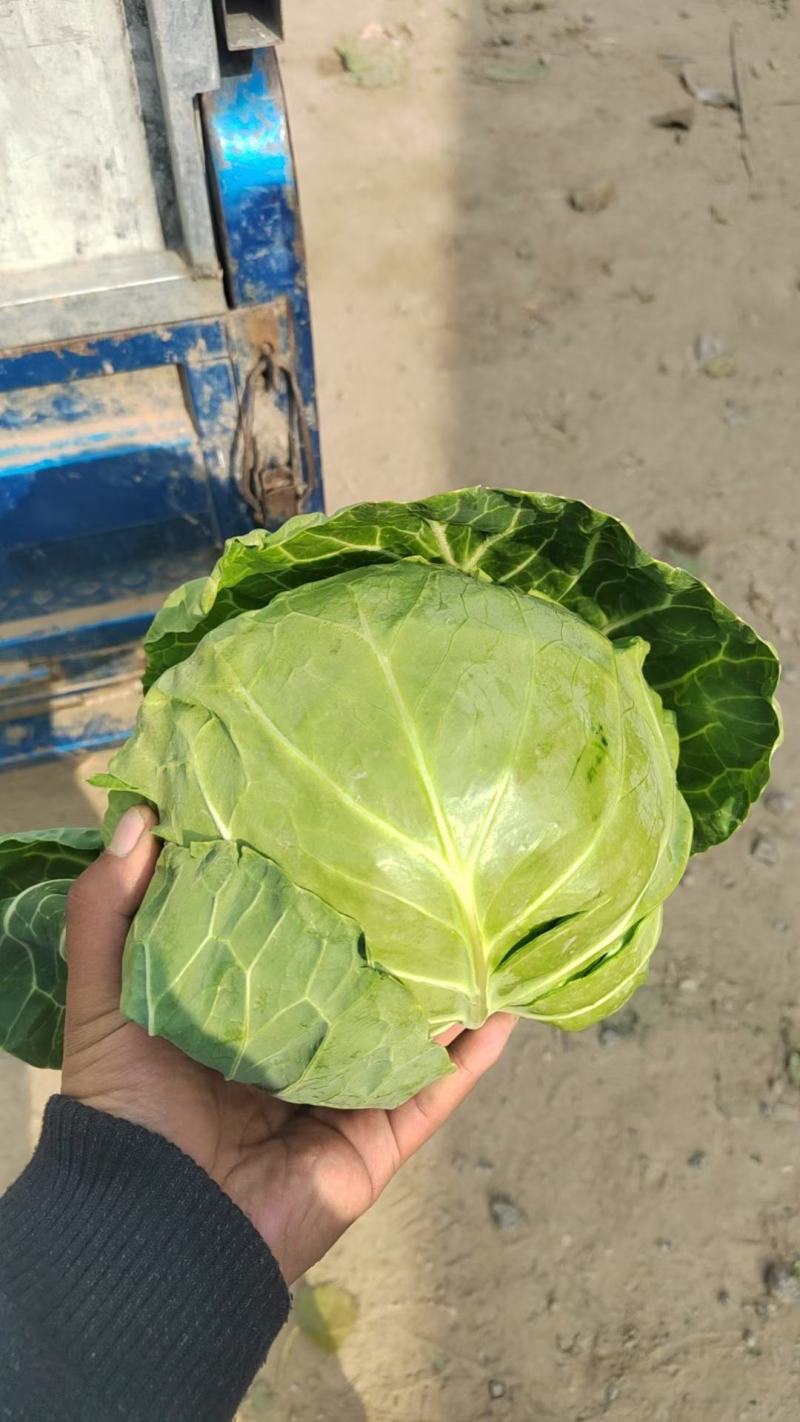 邯郸甘蓝，圆包菜，甘蓝，铁头，大扁，通通有货。
