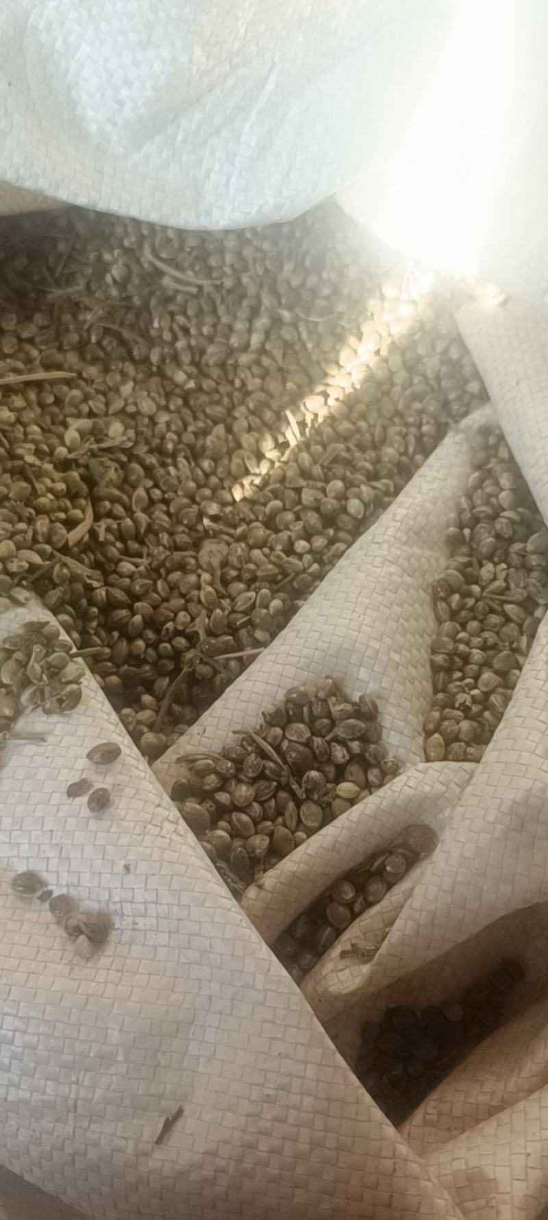 麻子，高梁玉米农产品