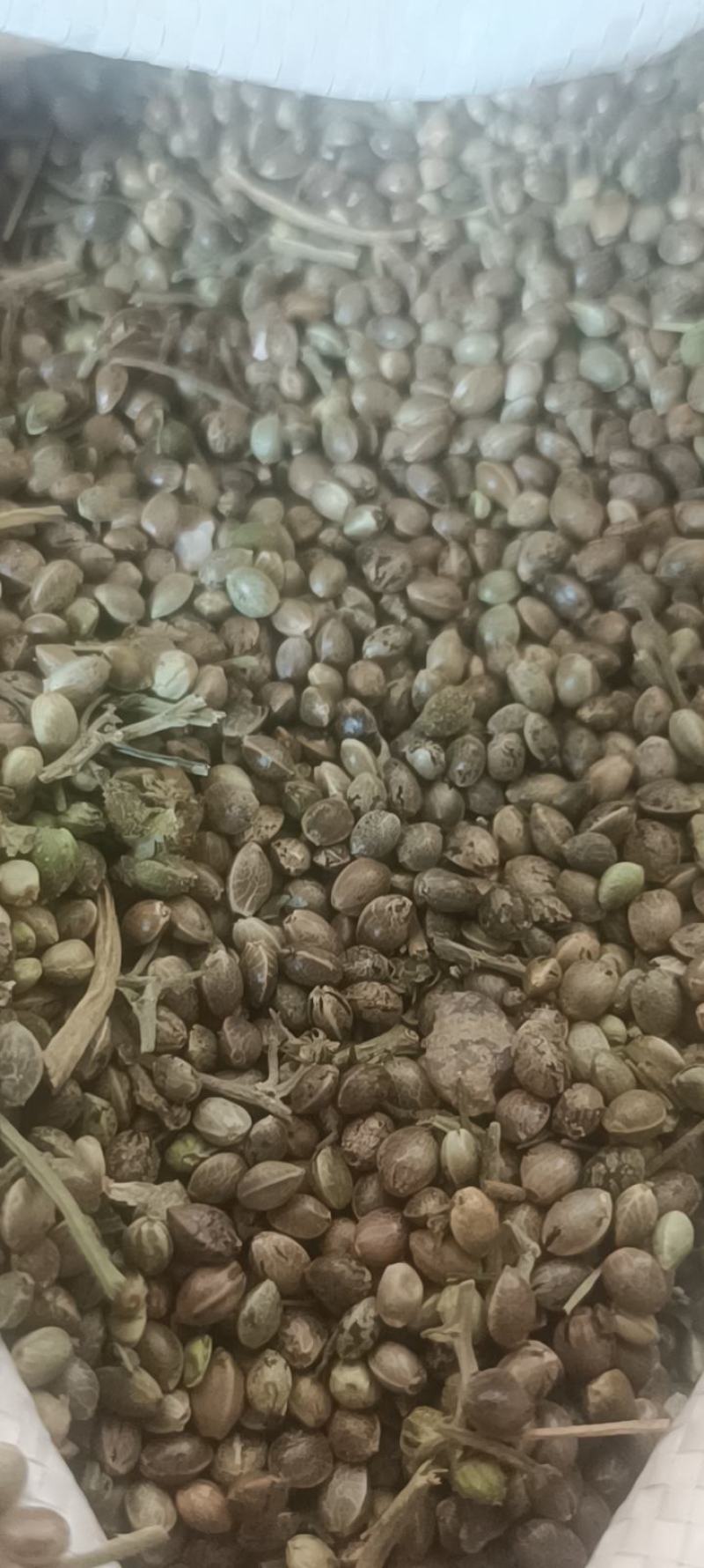 麻子，高梁玉米农产品