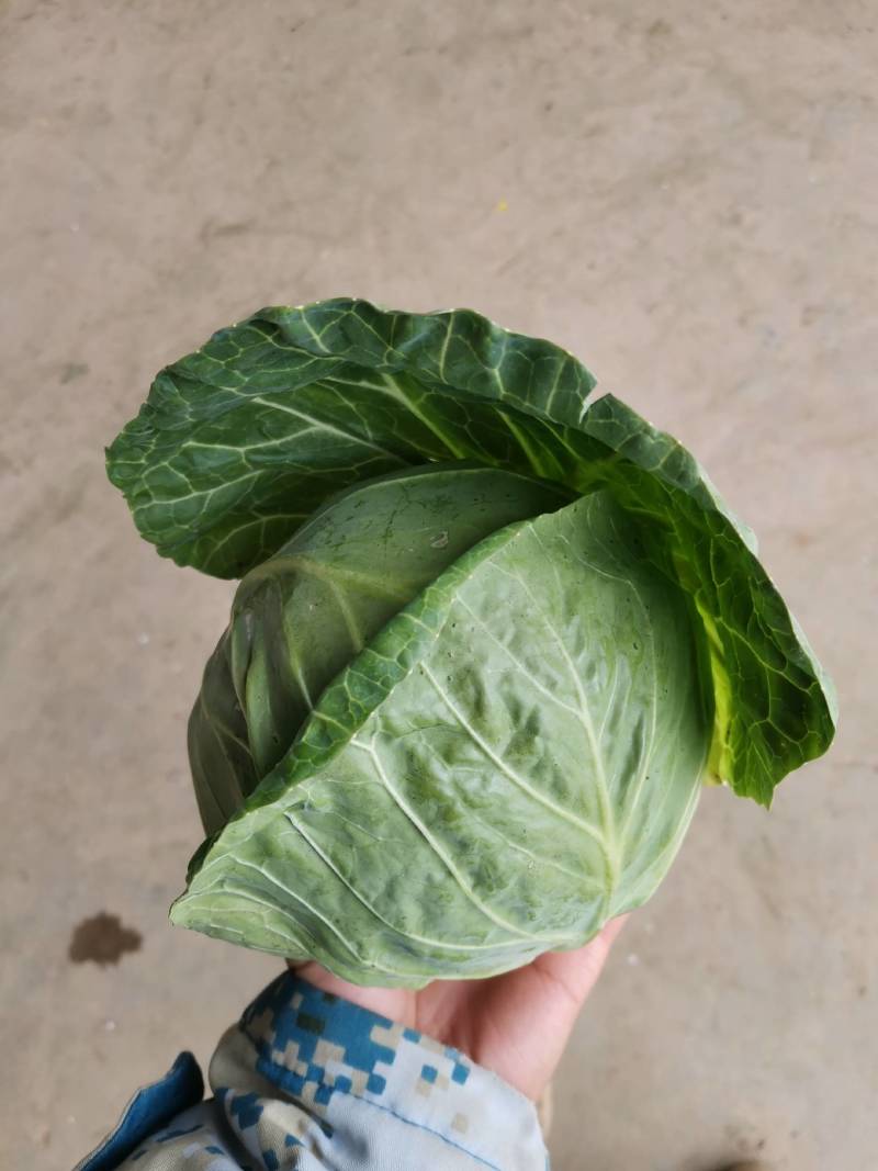 甘蓝，湖北当阳市精品旺旺圆包菜，质量保证量大优惠
