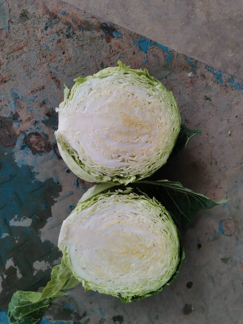 甘蓝，湖北当阳市精品旺旺圆包菜，质量保证量大优惠