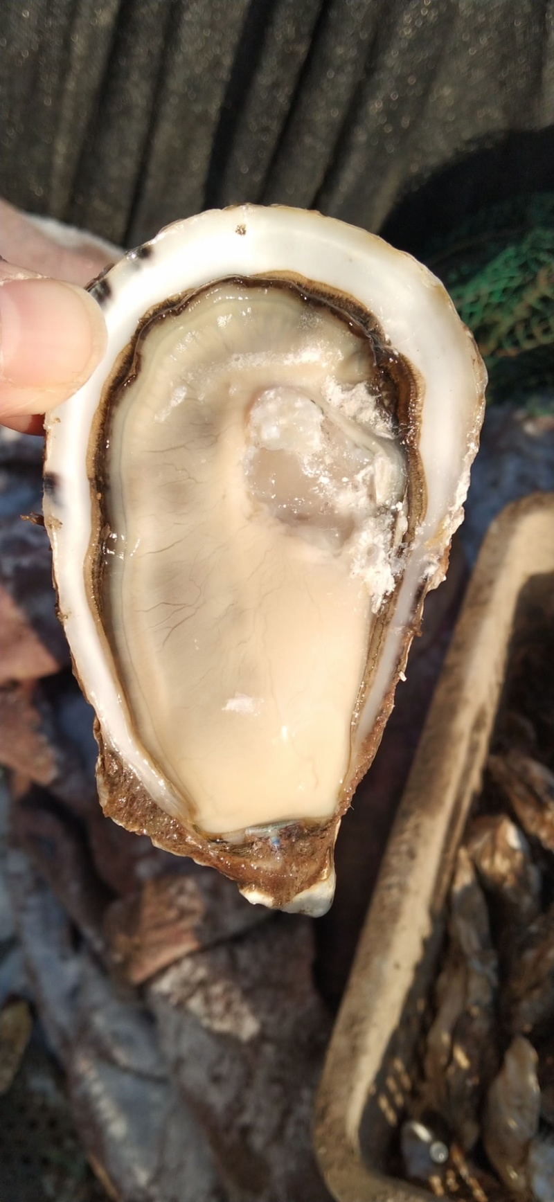 乳山生蚝三倍体，全规格，薄壳显个，精品肥度