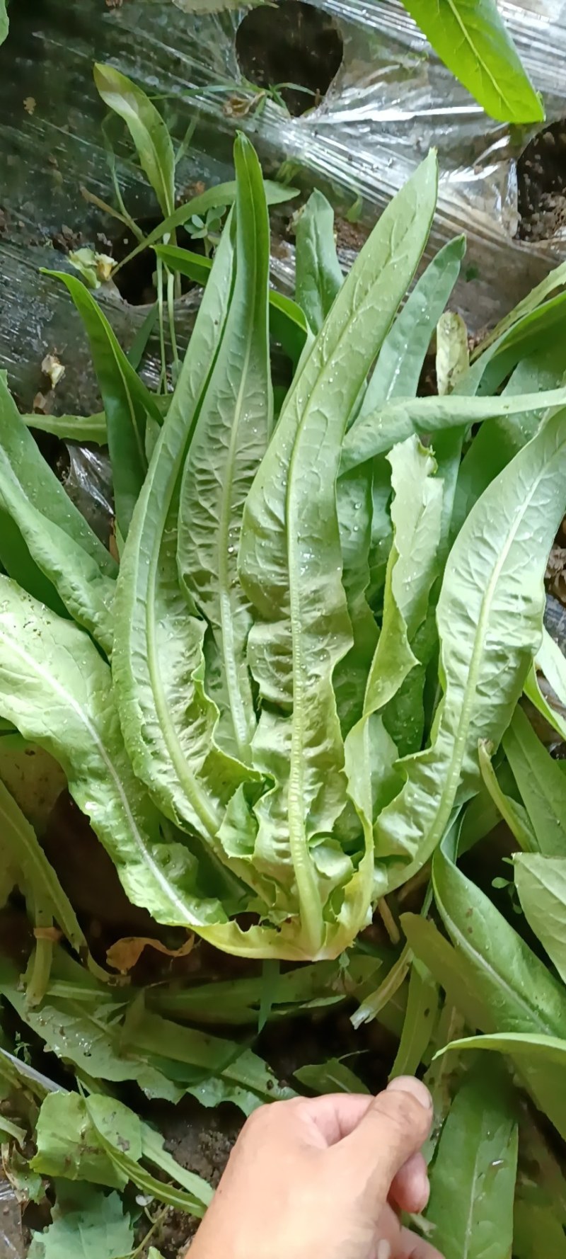 苦巨，生菜，油麦，各种叶菜