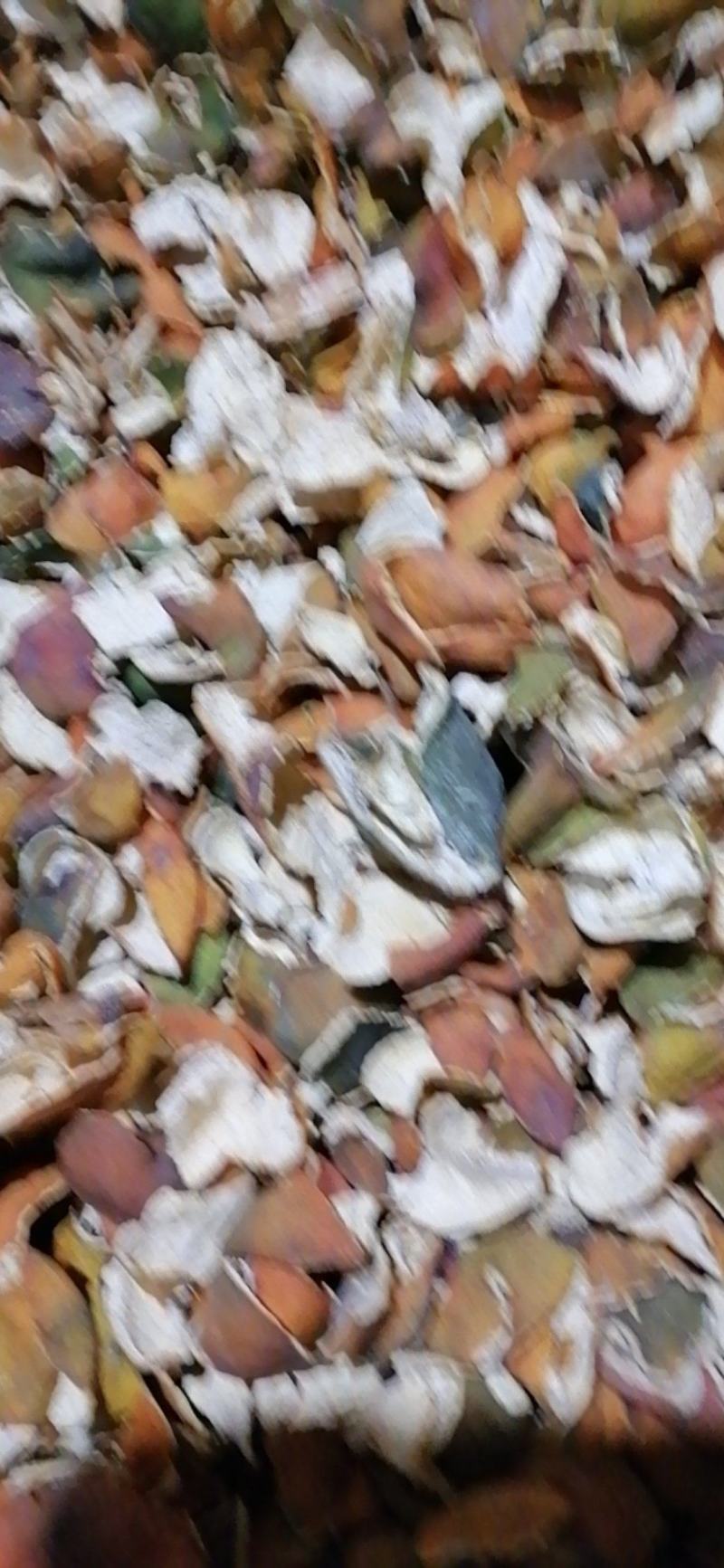 供应优质炕货陈皮