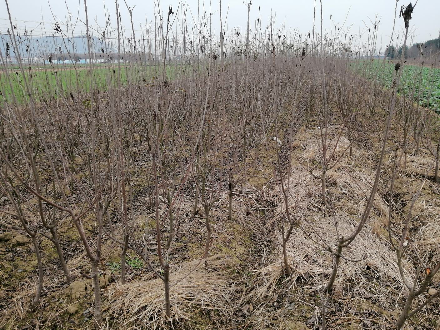 展示冬季对樱桃树进行根部培土、树干涂白和覆盖稻草的防寒措施 冬季美早樱桃树防寒处理示意图