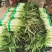红叶莴笋大量上市支持视频看货当阳市同新果蔬种植专业合作社