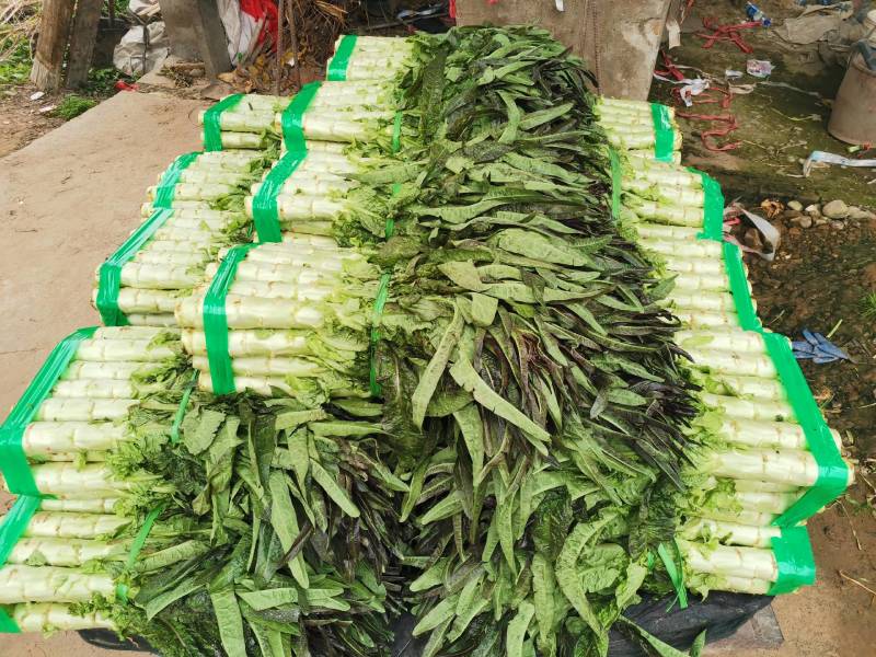 红叶莴笋大量上市支持视频看货当阳市同新果蔬种植专业合作社