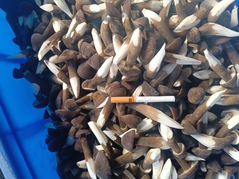 鸡枞菌黑皮鸡枞菌大量供货中基地直供价格实惠欢迎联系