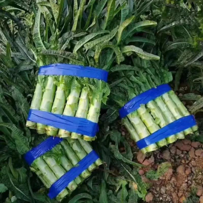 [莴苣]莴笋尖叶莴笋各种规格量大保质欢迎来电采购