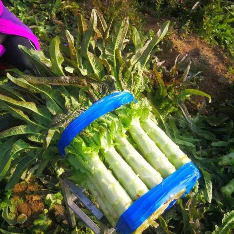 [莴苣]莴笋尖叶莴笋各种规格量大保质欢迎来电采购