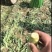 [莴苣]莴笋尖叶莴笋各种规格量大保质欢迎来电采购