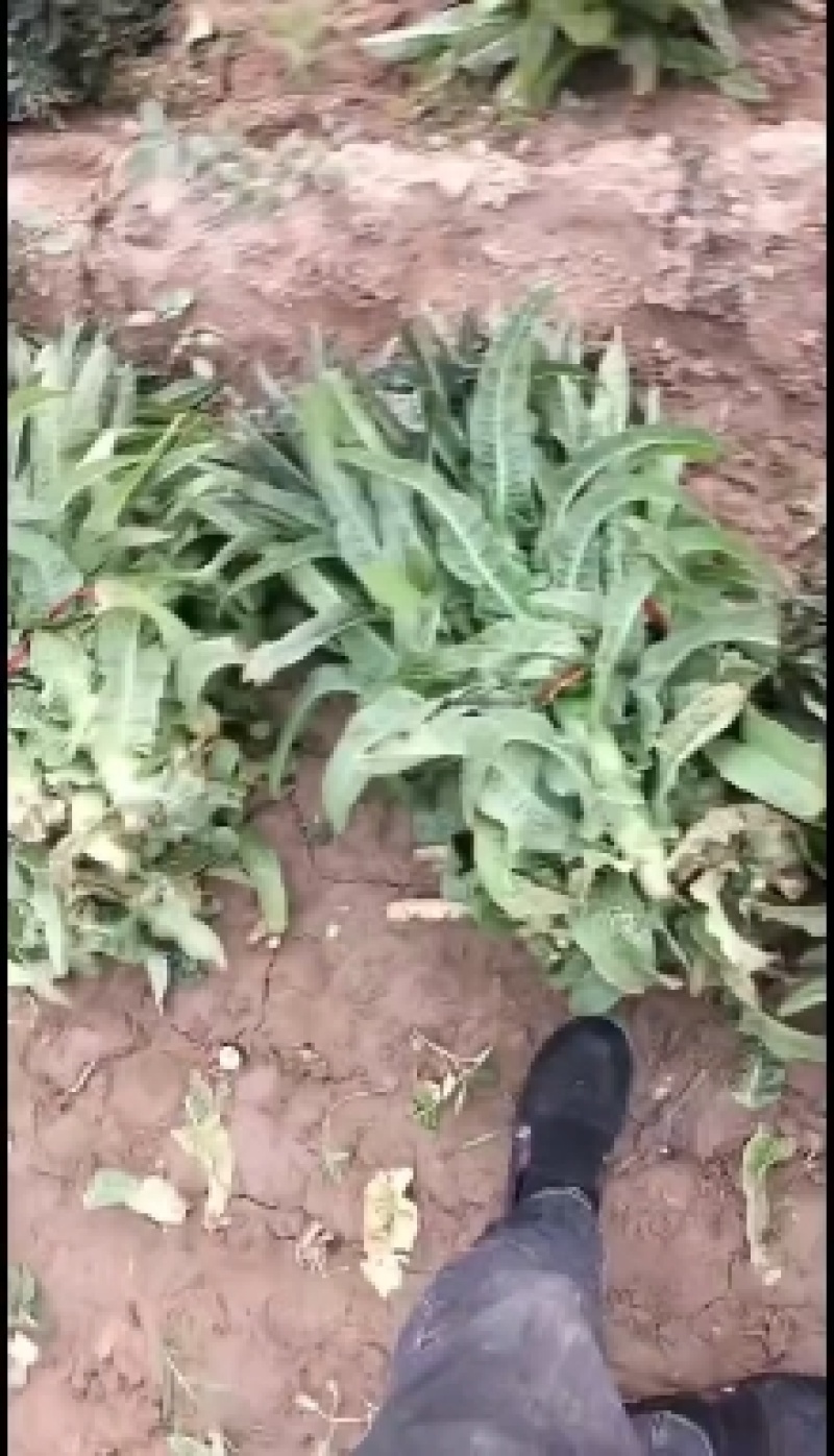 [莴苣]莴笋尖叶莴笋各种规格量大保质欢迎来电采购