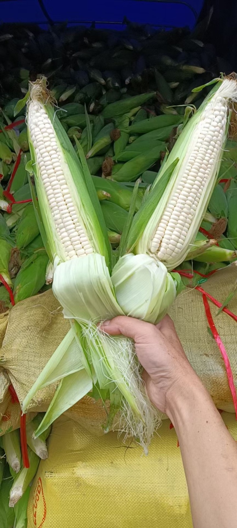 实力代办广西精品白糯颗粒饱满个头大颜色鲜绿大量现货