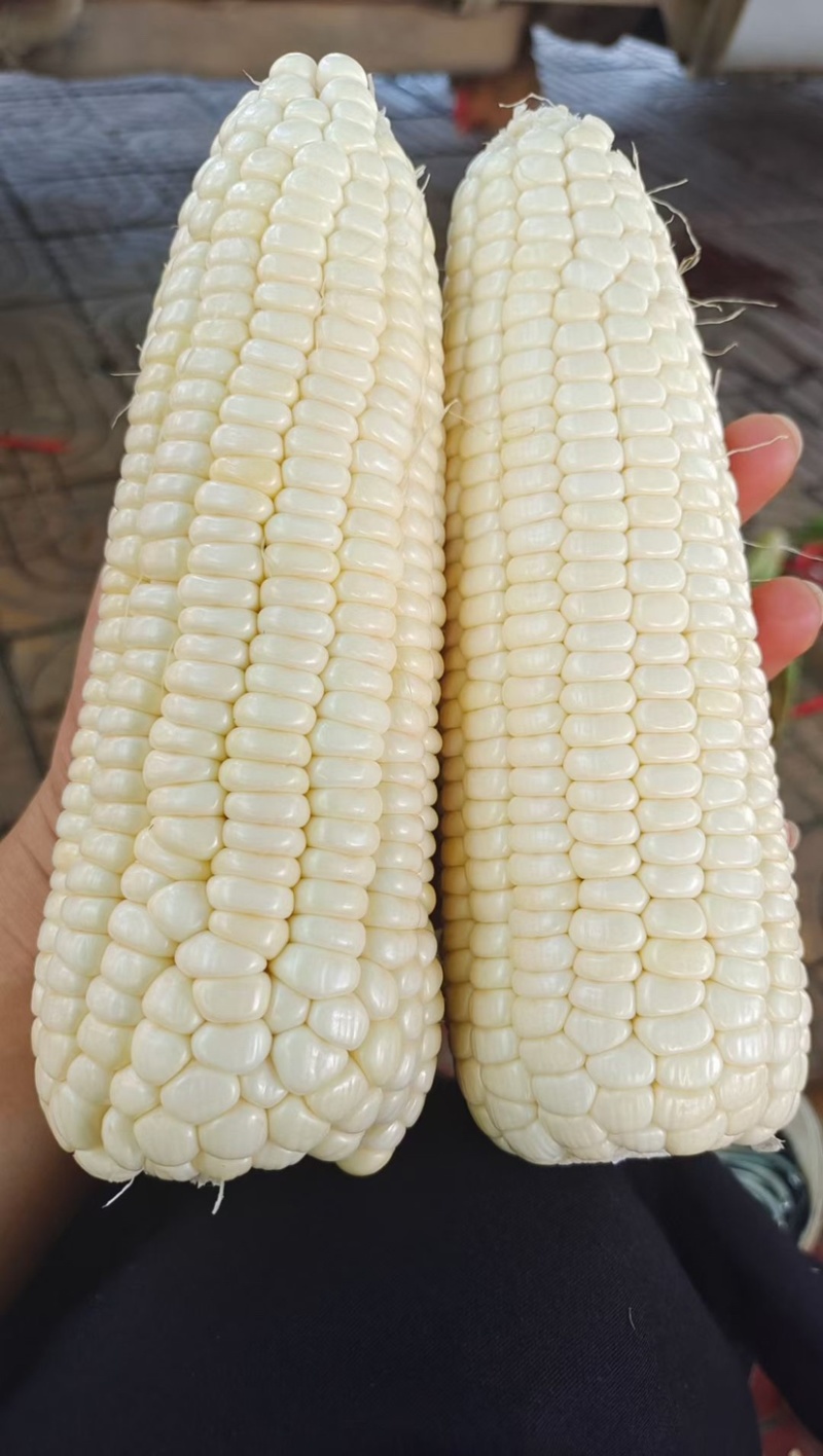 实力代办广西精品白糯颗粒饱满个头大颜色鲜绿大量现货