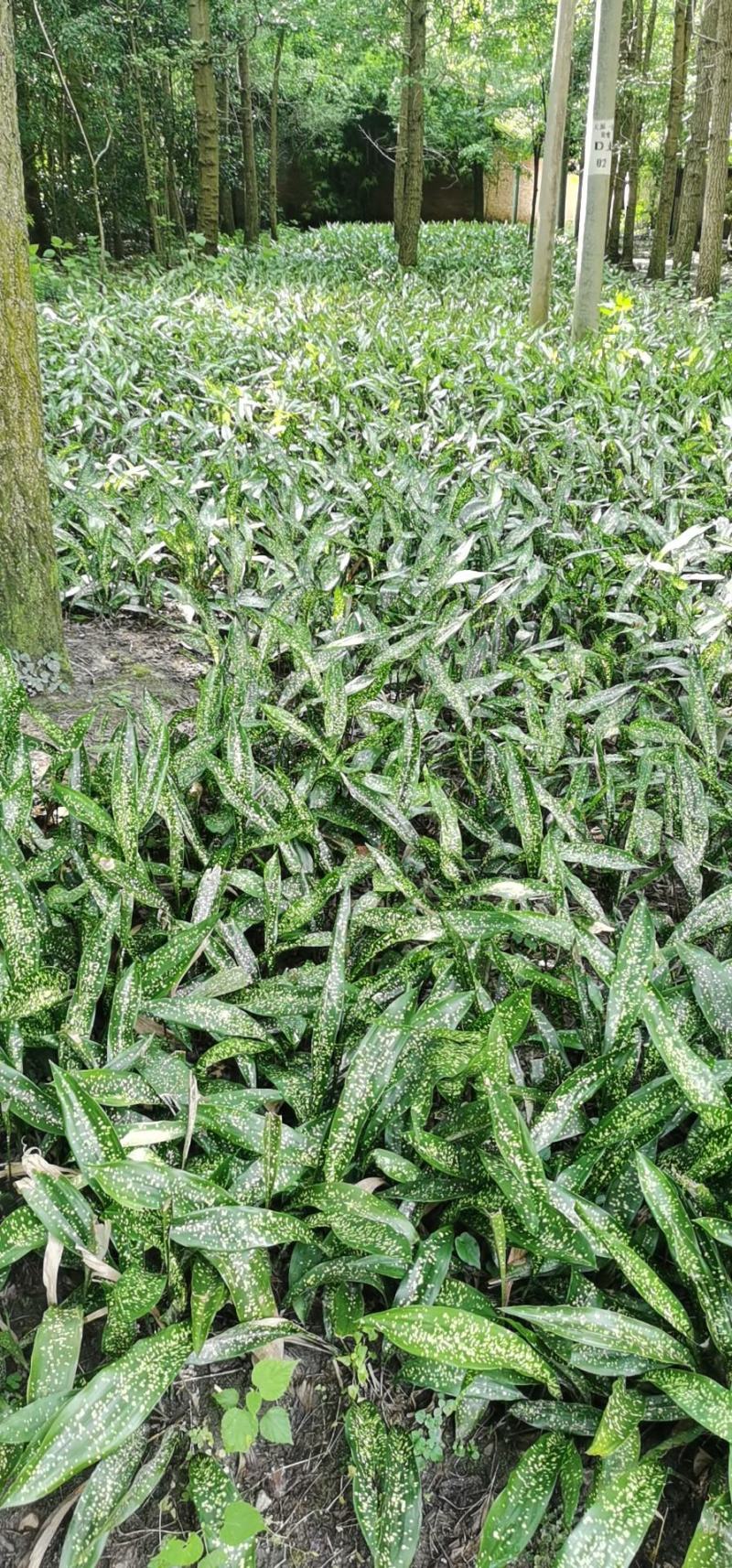 成都大量供应一叶兰，基地直销