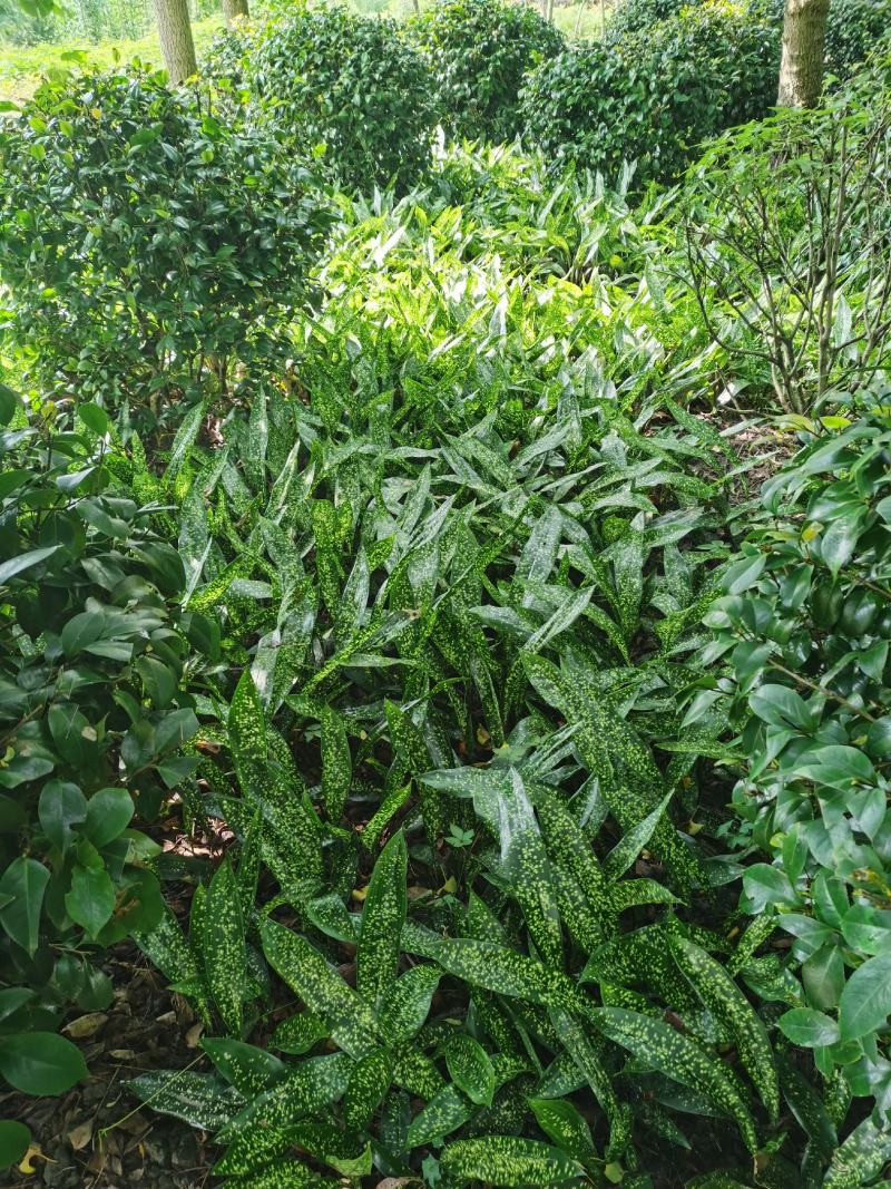 成都大量供应一叶兰，基地直销