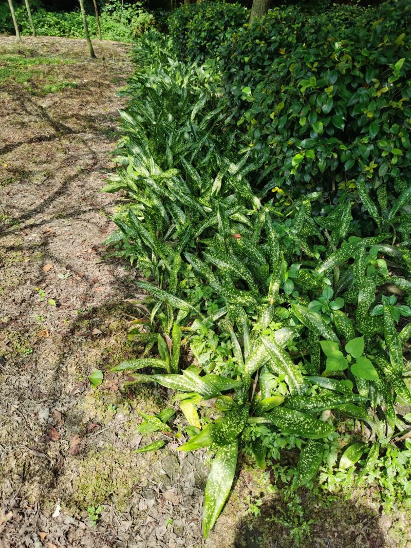 成都大量供应一叶兰，基地直销