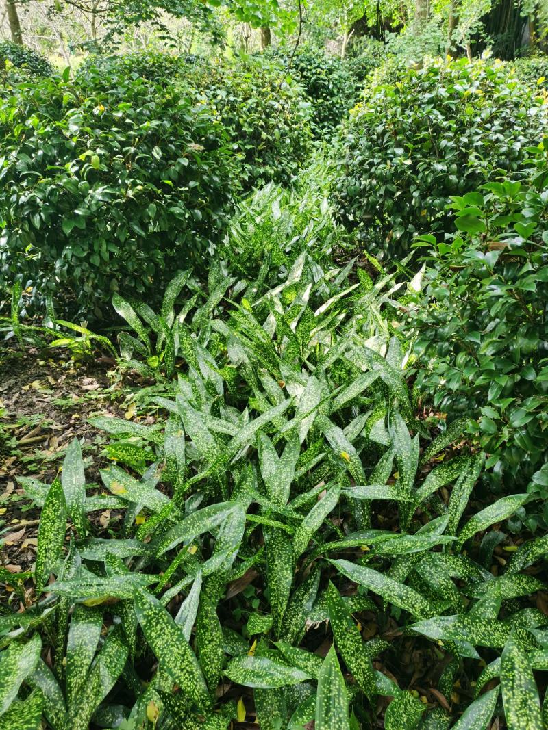 成都大量供应一叶兰，基地直销