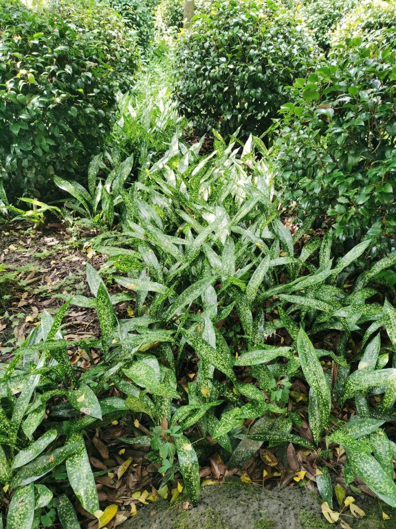 成都大量供应一叶兰，基地直销