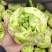 芥菜疙瘩万亩基地质量保证诚信商家发全国酱菜厂用