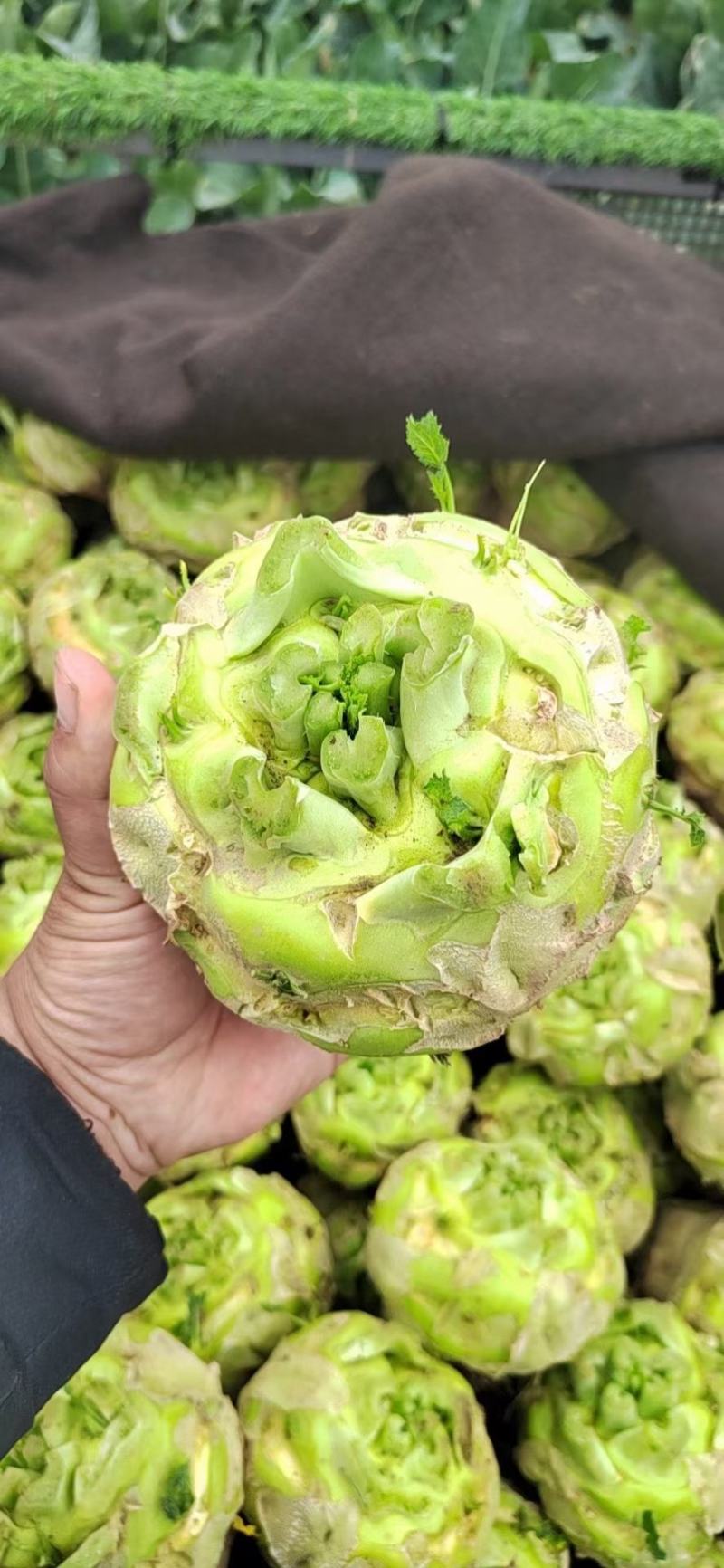 芥菜疙瘩万亩基地质量保证诚信商家发全国酱菜厂用