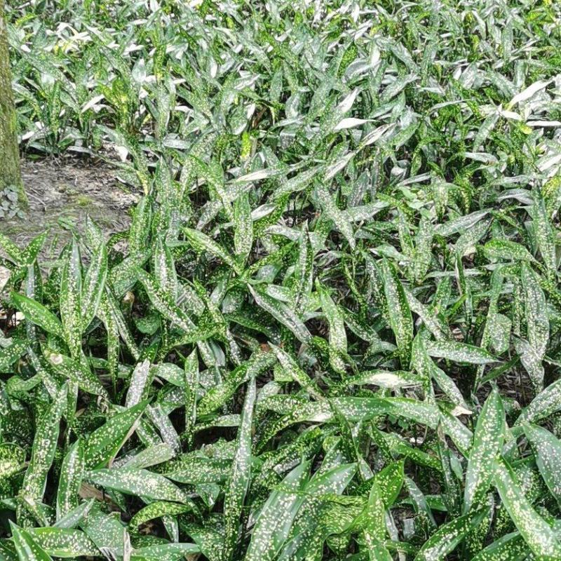 成都大量供应一叶兰，基地直销