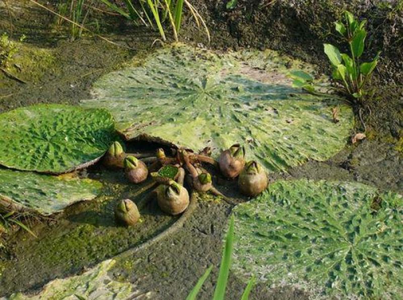 芡实种子鸡头果水生植物鸡头实鸿头鸿头鸡头米种子
