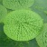 芡实种子鸡头果水生植物鸡头实鸿头鸿头鸡头米种子