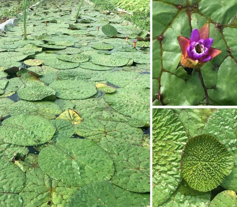 芡实种子鸡头果水生植物鸡头实鸿头鸿头鸡头米种子