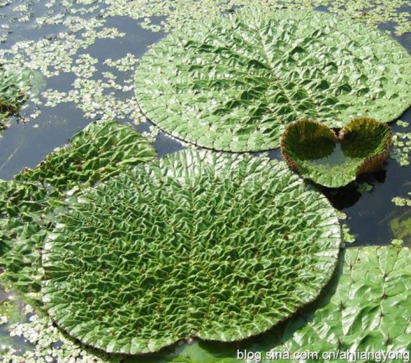 芡实种子鸡头果水生植物鸡头实鸿头鸿头鸡头米种子