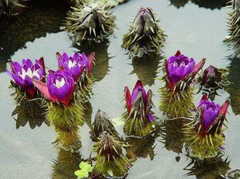 芡实种子鸡头果水生植物鸡头实鸿头鸿头鸡头米种子