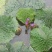 芡实种子鸡头果水生植物鸡头实鸿头鸿头鸡头米种子