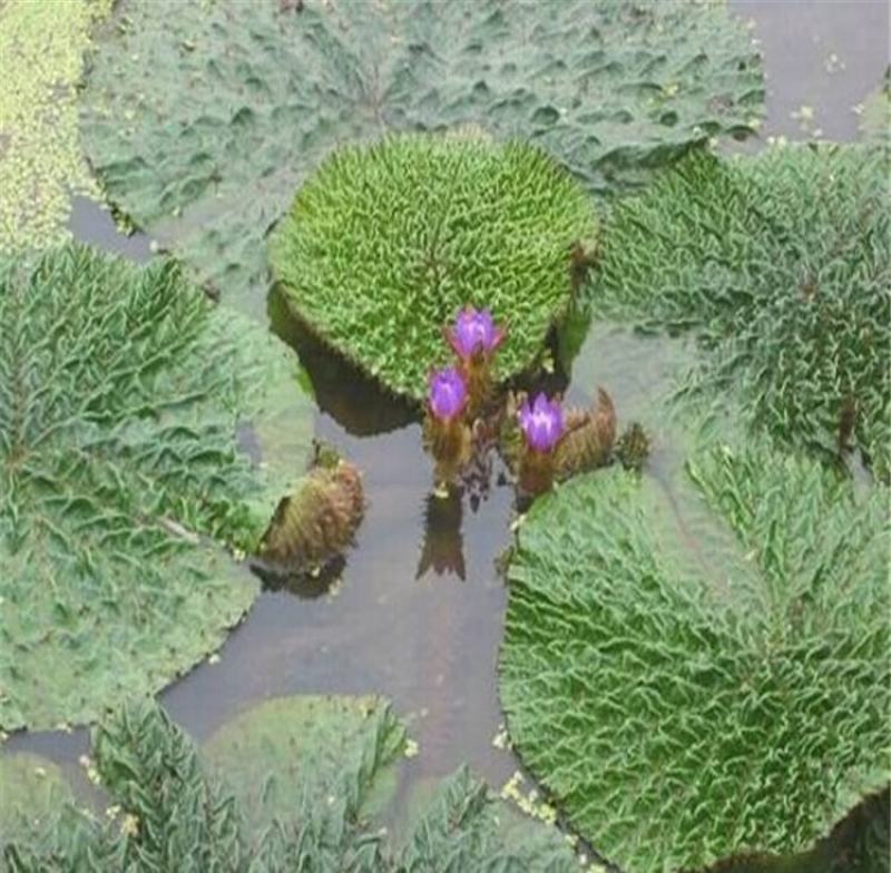 芡实种子鸡头果水生植物鸡头实鸿头鸿头鸡头米种子